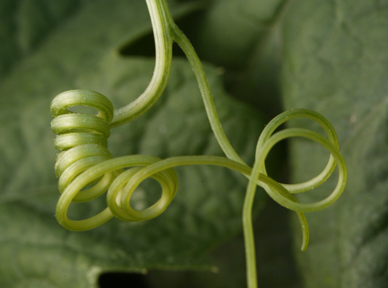 Image of Marah macrocarpa (Greene) Greene