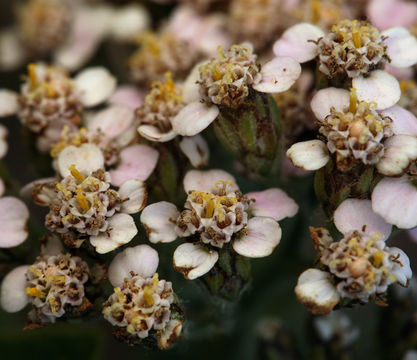 Image of yarrow, milfoil