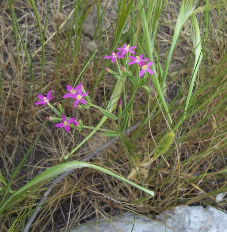 Image of branched centaury