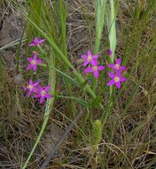 Image of branched centaury