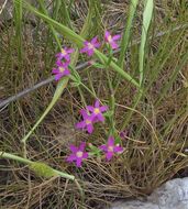 Image of branched centaury