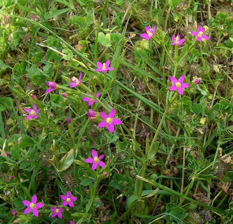 Image of branched centaury