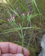 Image of branched centaury