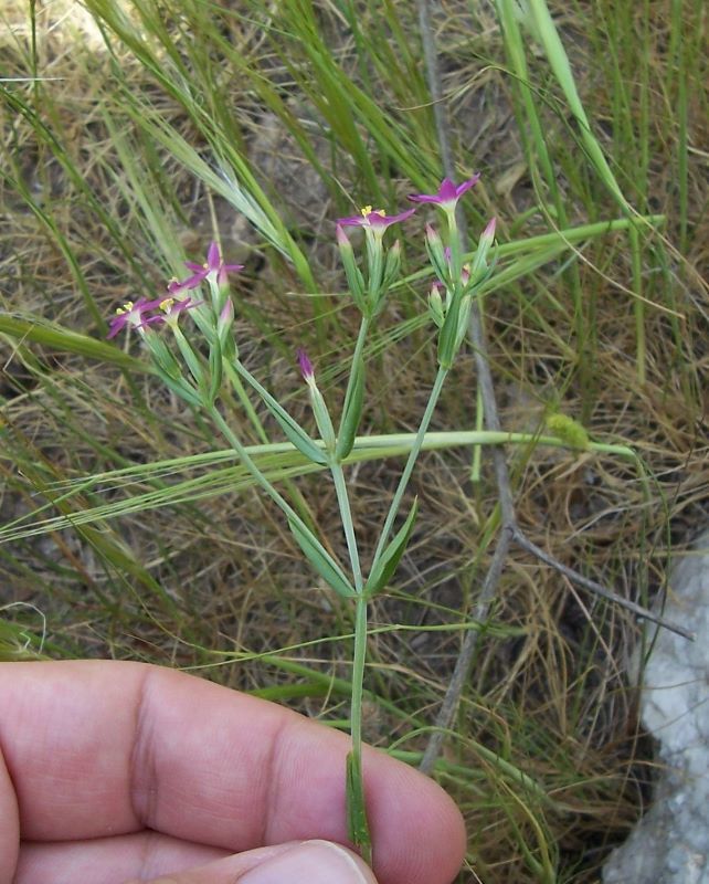 Image of branched centaury