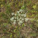 Image of Cerfolium