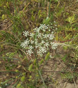 Image of Cerfolium