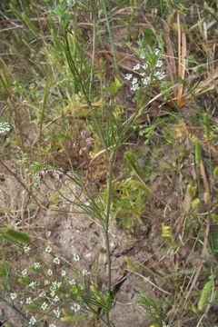 Imagem de Ammoides pusilla (Brot.) Breistr.