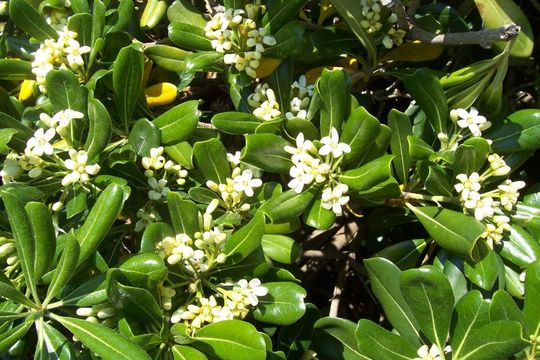 Image de Pittosporum tobira (Murray) Aiton fil.