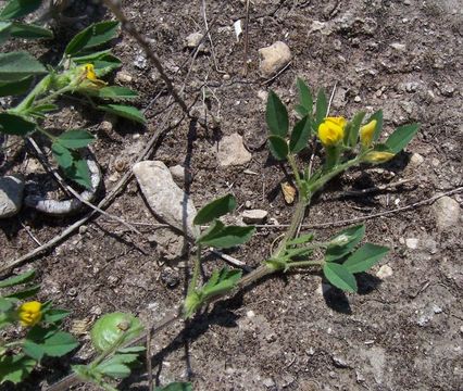 Image of snail medick