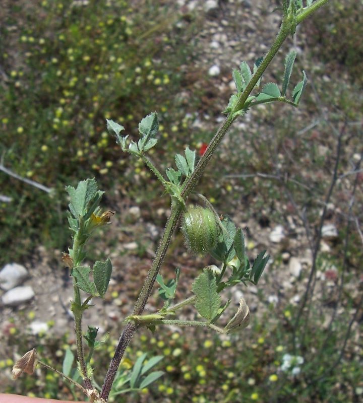 Image of snail medick