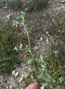 Image of snail medick