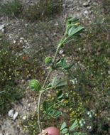 Image of snail medick