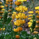 Image of Chick Lupine