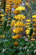 Image of Chick Lupine