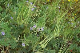 Erodium ciconium (L.) L'Her. resmi