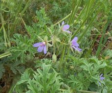 Erodium ciconium (L.) L'Her. resmi