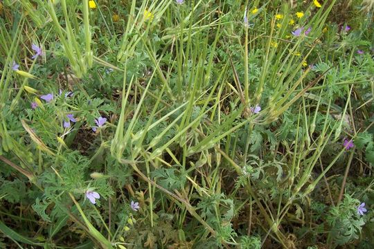 Image de Erodium ciconium (L.) L'Her.