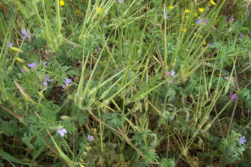 Erodium ciconium (L.) L'Her. resmi