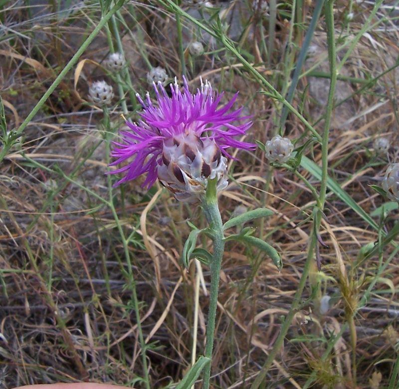 Image of <i>Centaurea deusta</i>