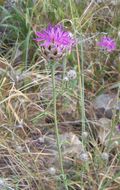 Image of <i>Centaurea deusta</i>