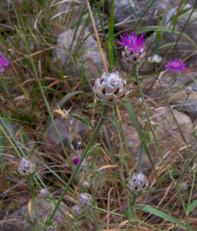 Image of <i>Centaurea deusta</i>