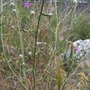 <i>Centaurea deusta</i> resmi