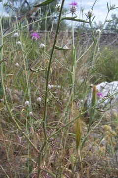 Image of <i>Centaurea deusta</i>