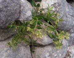 Plancia ëd Rubia peregrina L.