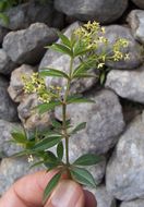 Plancia ëd Rubia peregrina L.