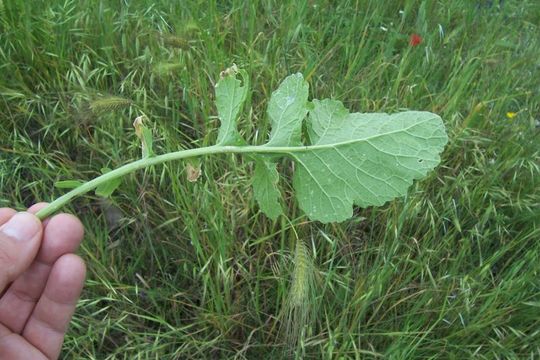 Image of Sinapis incana L.