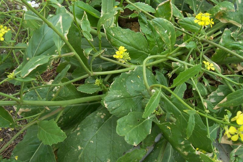 Image of annual bastard cabbage