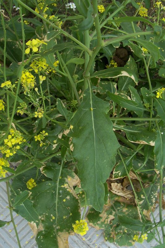 Image of annual bastard cabbage