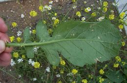 Image of annual bastard cabbage