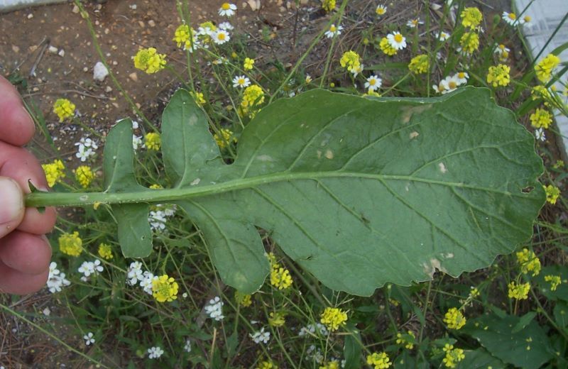 Imagem de Rapistrum rugosum (L.) All.