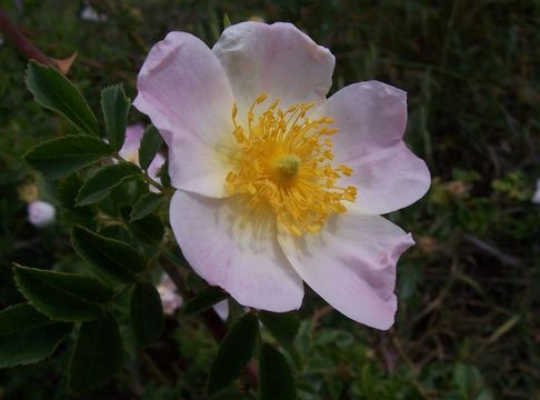 Image of dog rose