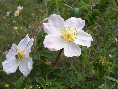 Image of dog rose