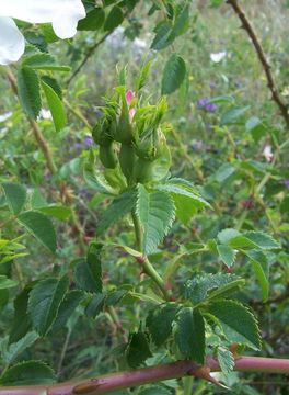 Image of dog rose
