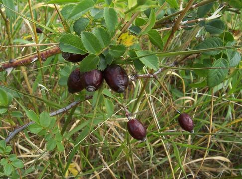 Image of dog rose