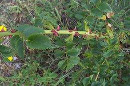 Image of dog rose