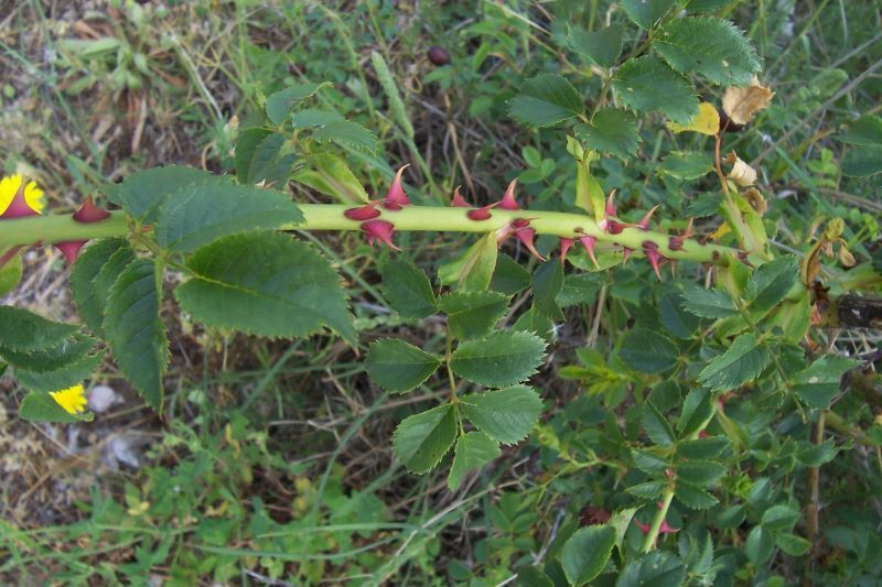 Image of dog rose