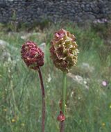 Image of small burnet