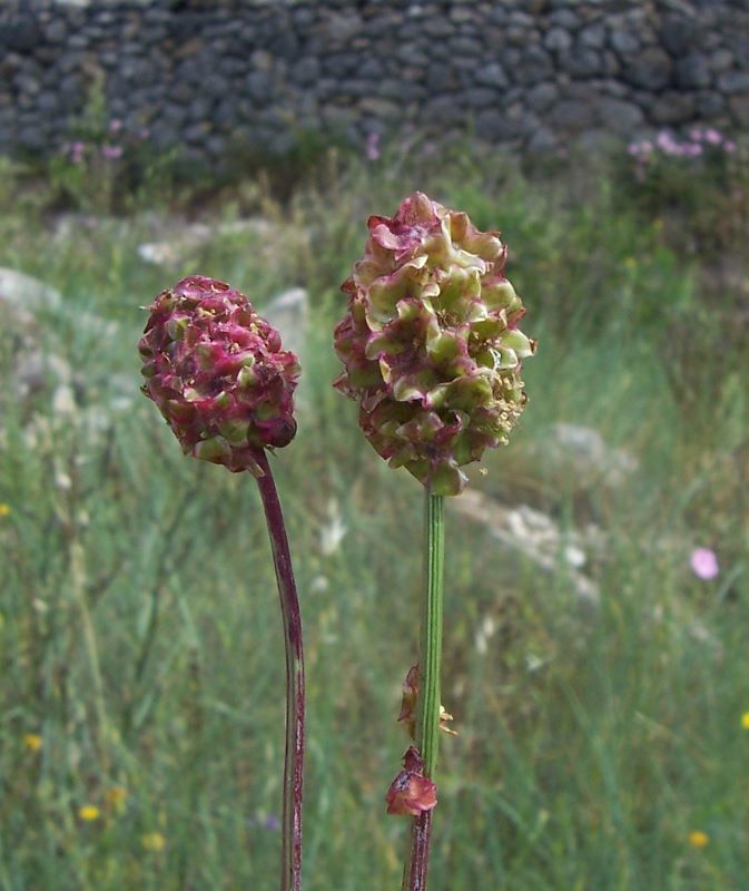 Image of small burnet