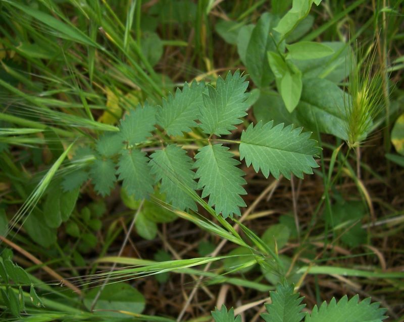 Image of small burnet