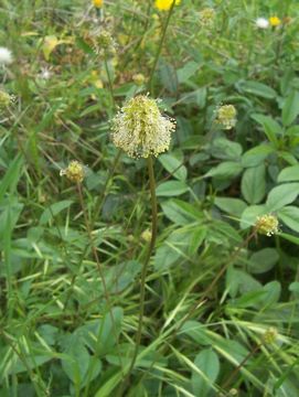 <i>Sanguisorba minor</i>的圖片