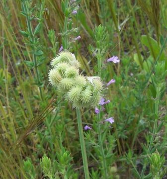 Plancia ëd Scorpiurus muricatus L.