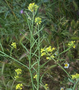 Image of charlock mustard