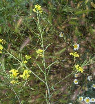 Image of charlock mustard