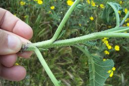 Image of charlock mustard