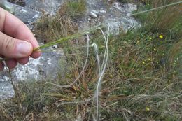 Image of Stipa austroitalica Martinovský