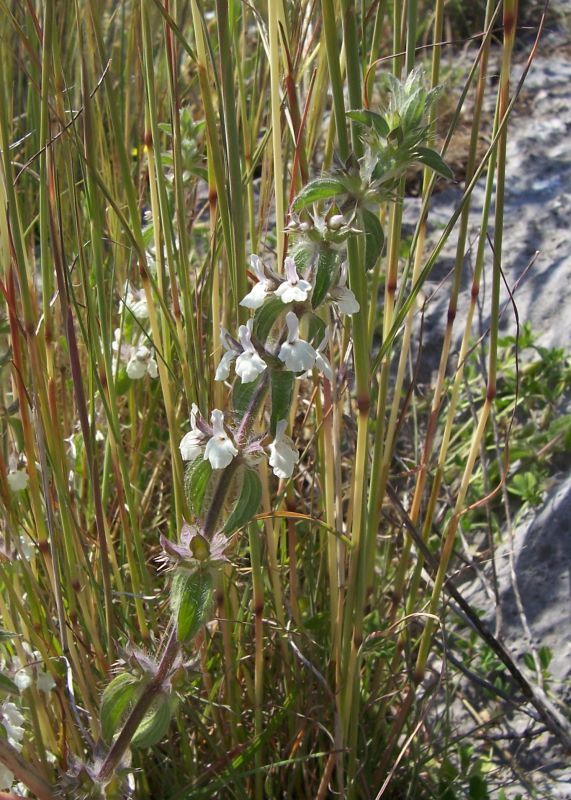 Sivun Sideritis romana L. kuva